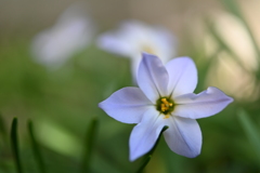 季節の花CCLXXXI！