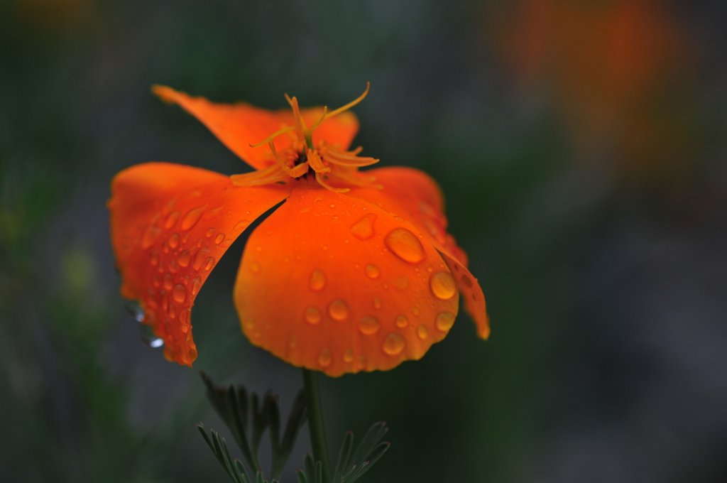 季節の花CDLXXV！