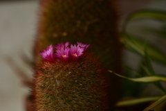 季節の花MCDLXXX！