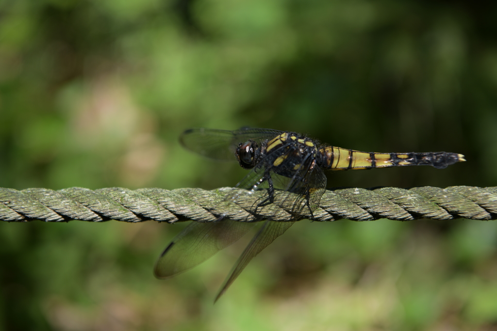 里山のトンボXCIX！