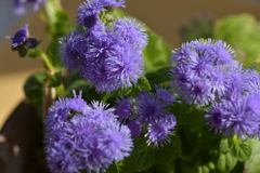 季節の花MDLXXIV！