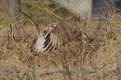 身近にいる野鳥CCCXCIV！