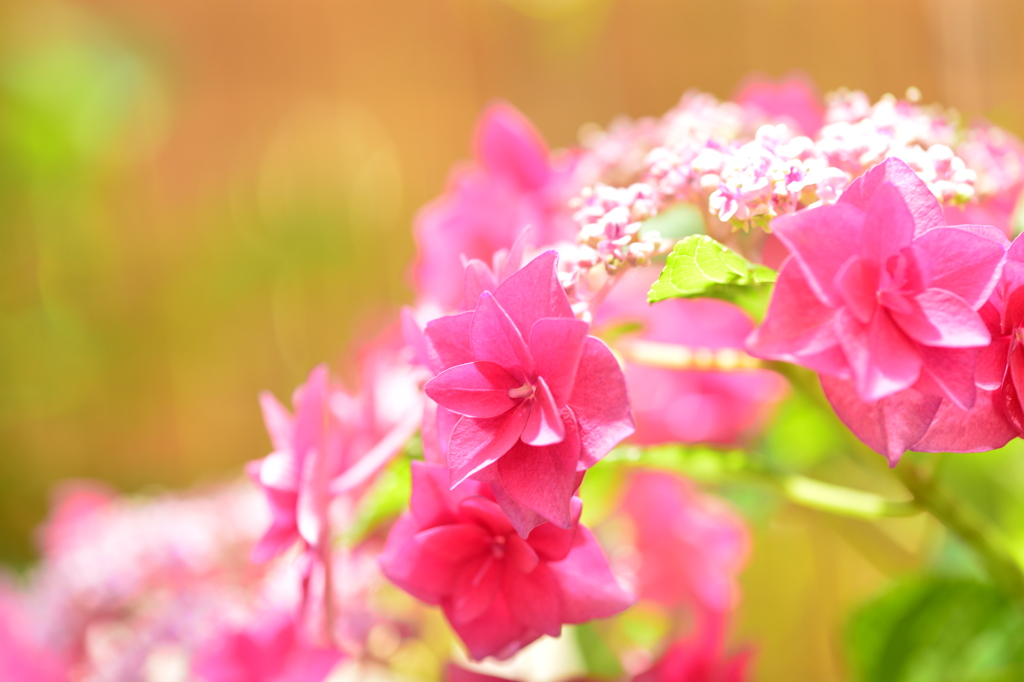 季節の花Ⅶ！