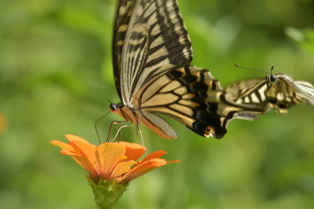 恋の季節CCLXXII！