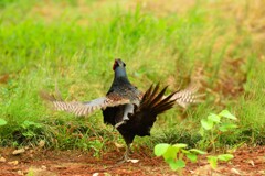 身近にいる野鳥DVIII！