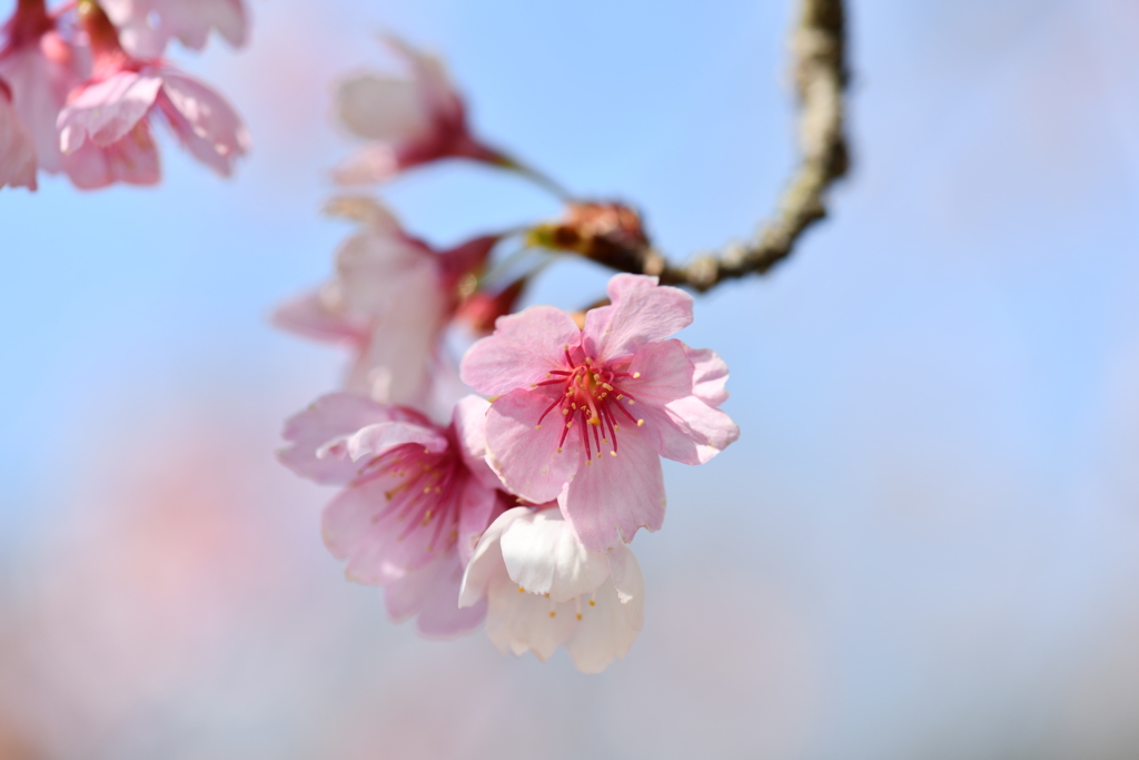 季節の花CXXVIII！