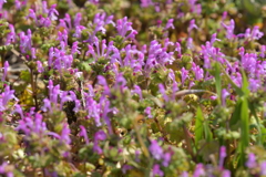 季節の花MDLXXVIII！