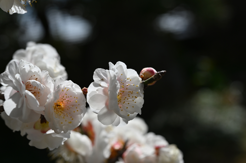 季節の花CCLXXX！