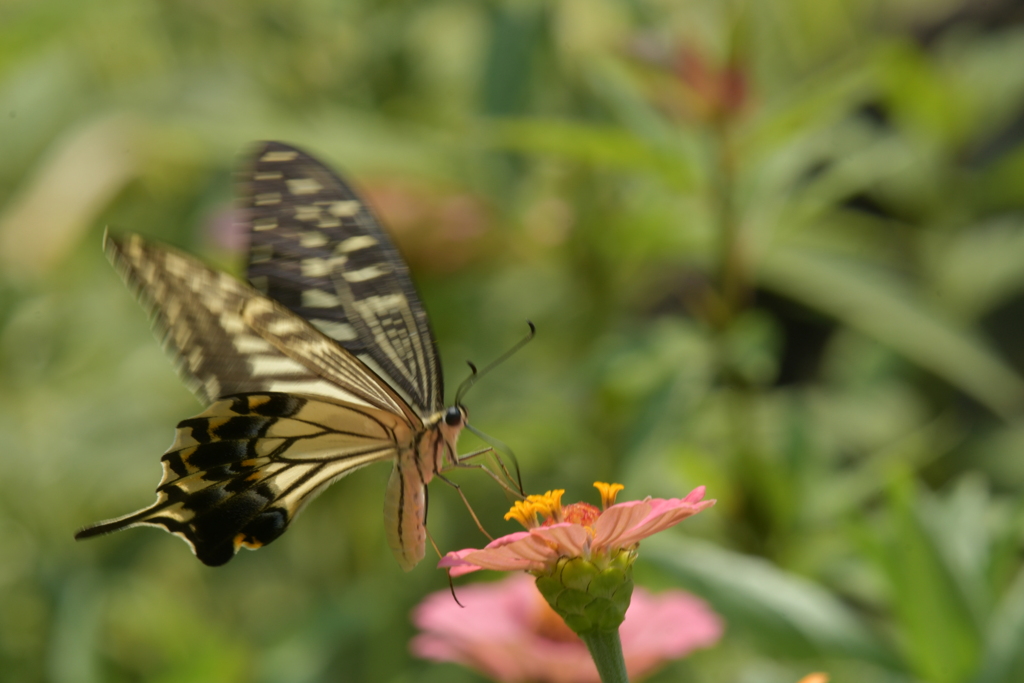 花と蝶II-LXXIII！