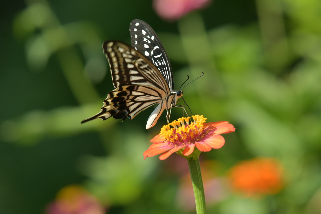 花と蝶II-XXXIII！