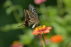 花と蝶II-XXXIII！