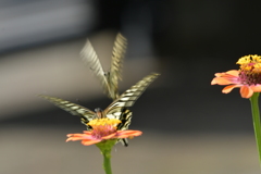 恋の季節CCLXXIII！