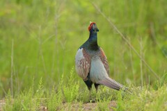 身近にいる野鳥CDXIV！