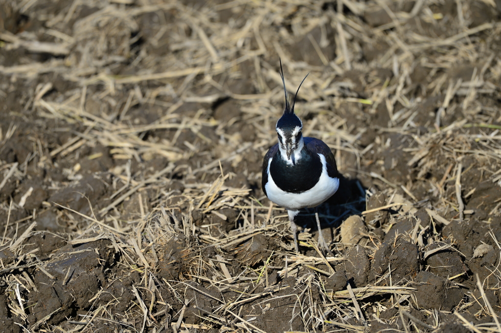 里山の野鳥XXXIV！