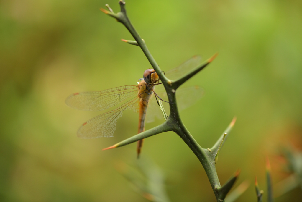 里山のトンボCCCLXXII！