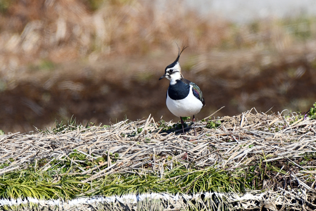 身近にいる野鳥CCII！