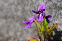 季節の花CCCXXIV！