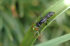 静かなるハンターXI！
