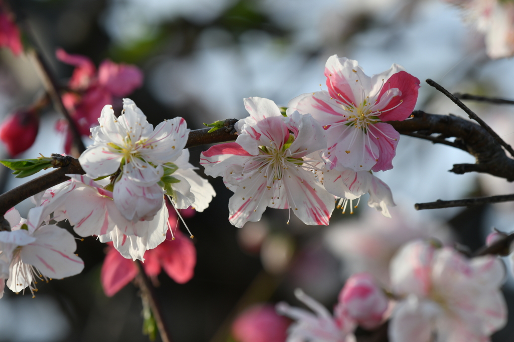 季節の花DCLV！