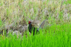身近にいる野鳥CDLXXXVI！