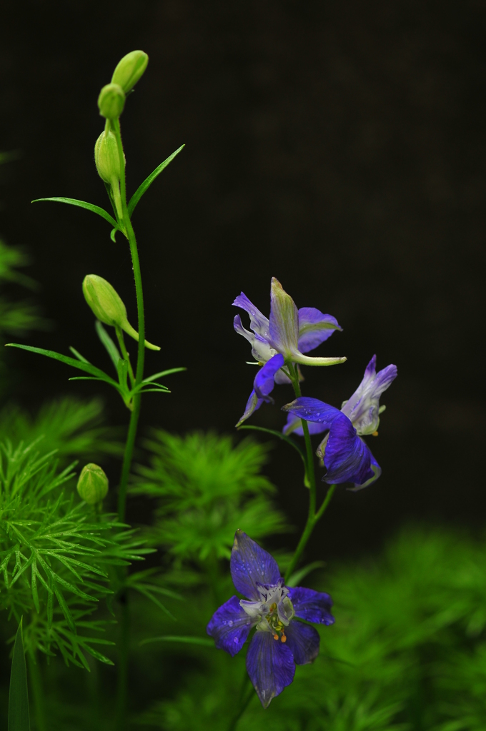 季節の花CLIII！