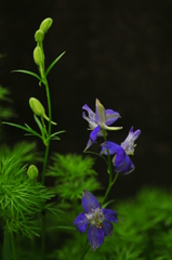 季節の花CLIII！