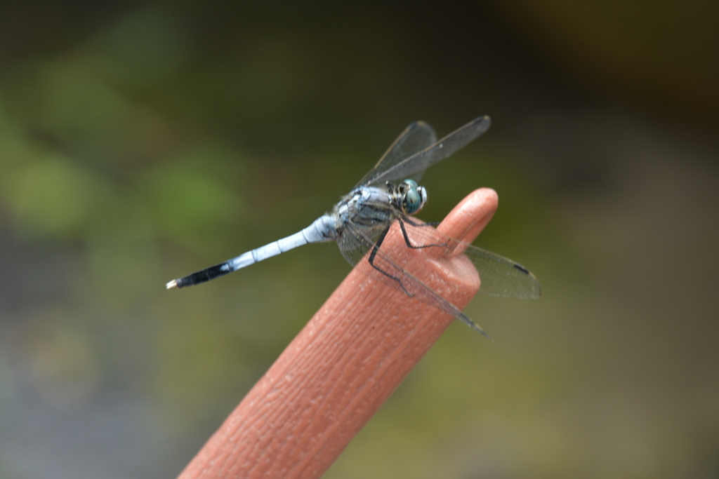 里山のトンボCCCLXIV！