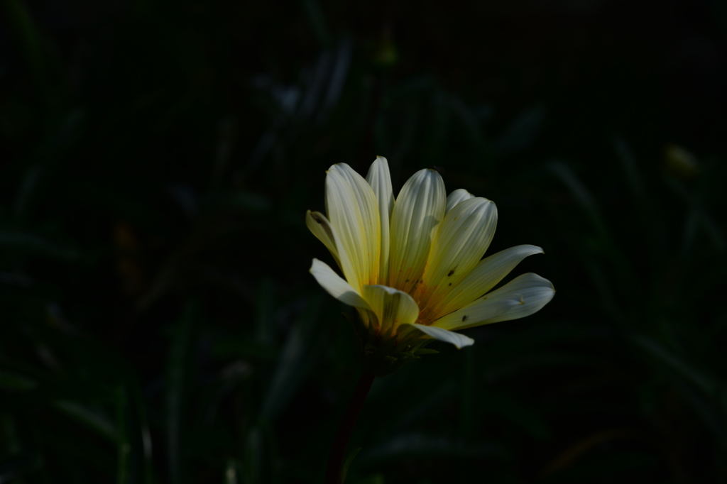 季節の花MLXXXIX！