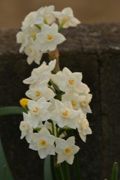 季節の花MCDXXXVIII！
