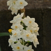 季節の花MCDXXXVIII！