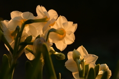 季節の花MDLXIV！