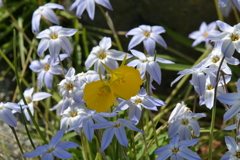 季節の花MCCXIX！