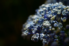 季節の花Ⅺ！