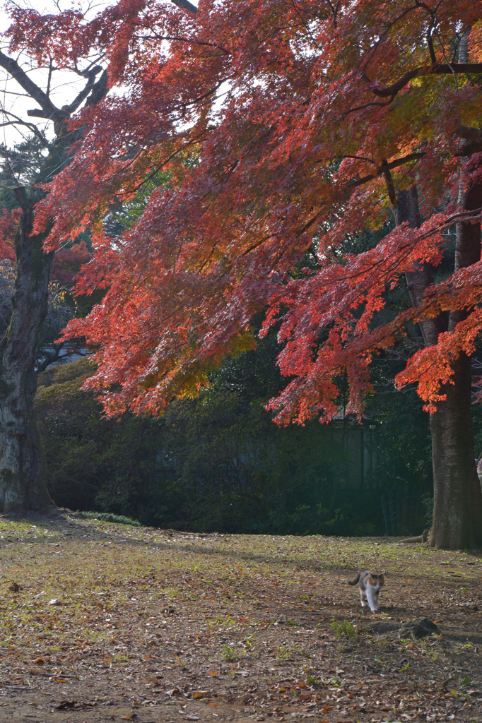 ニャン娘が紅葉狩り