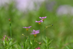 季節の花DCCLXVI！