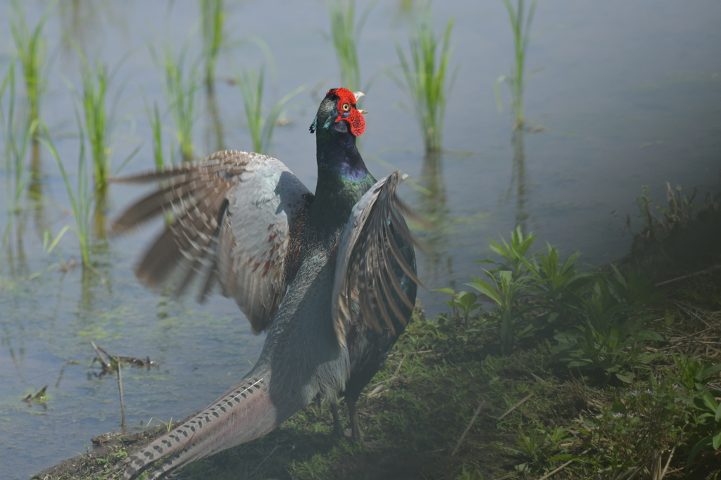 身近にいる野鳥CDVI！