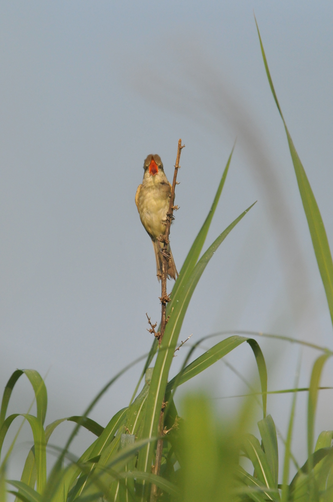 身近にいる野鳥Ⅰ！