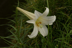 季節の花MDXII！