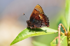 里山の蝶CXLVIII！