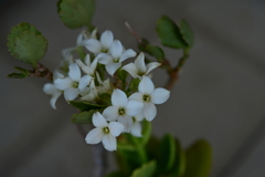 季節の花MCDLXXIII！