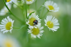 虫・昆虫と花XLII！