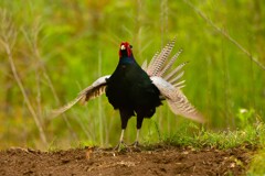 身近にいる野鳥CDXXV！