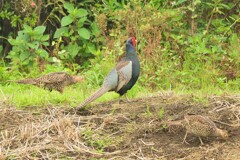 身近にいる野鳥CDL！