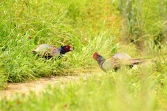 身近にいる野鳥CDXI！