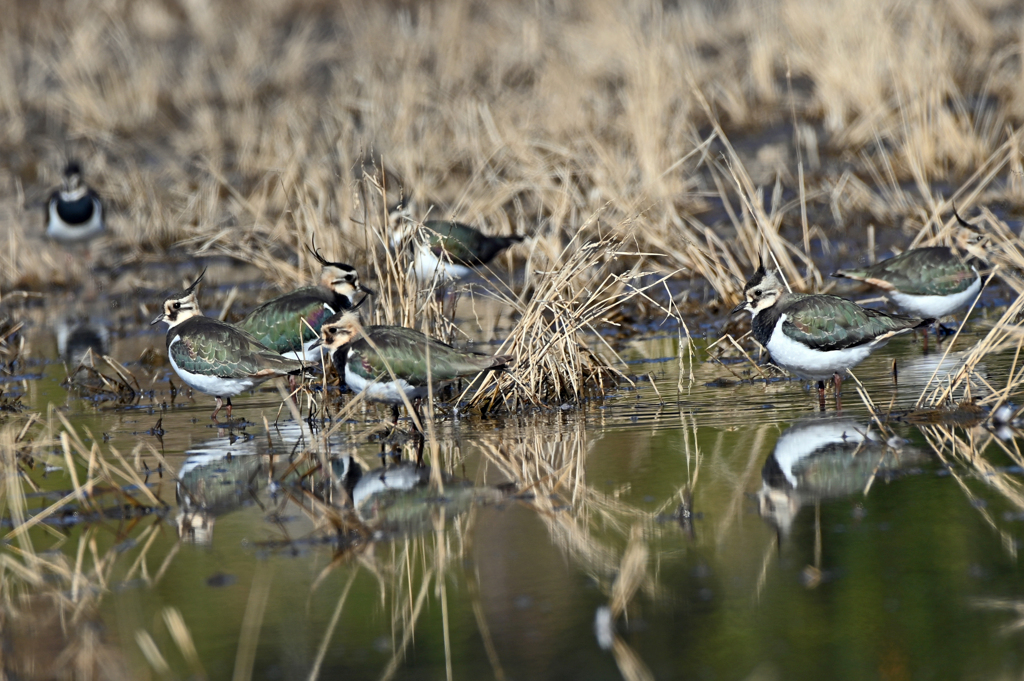 身近にいる野鳥CLXIII！