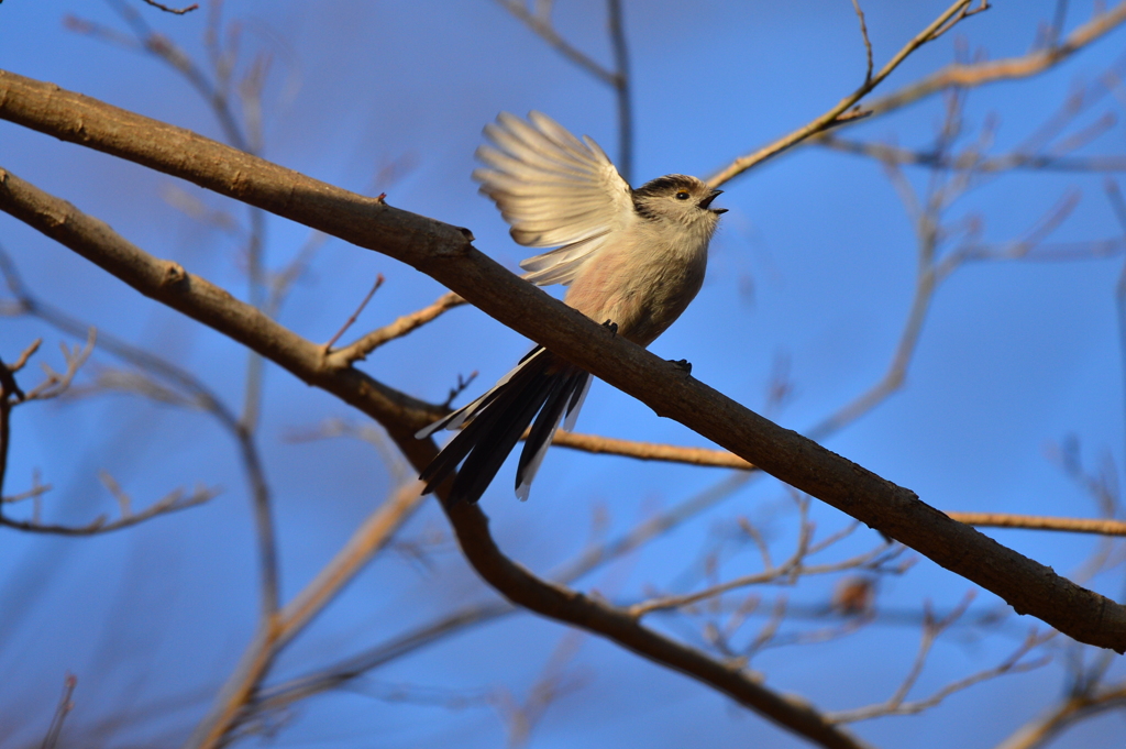 里山の野鳥XLI！