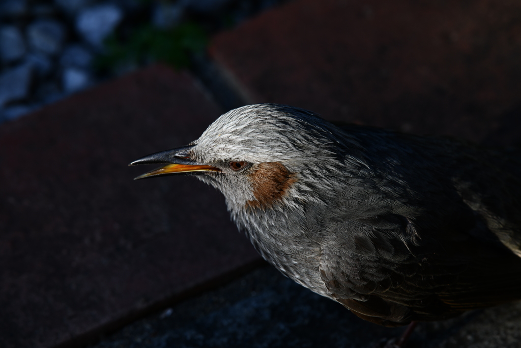 身近にいる野鳥XXXIX！