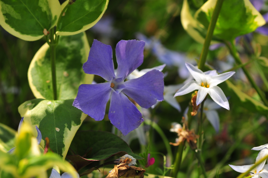 季節の花DCLXXXI！