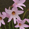 季節の花MXXII！