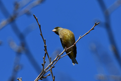 里山の野鳥CXXVIII！